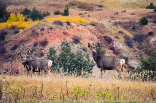 Deer in Theodore Roosevelt National Park in Autumn 