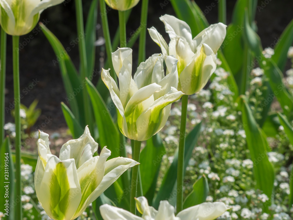 La Tulipe à fleur de lys 'Greenstar' aux pétales étoilées, effilées et  recourbées, flammées de vert et blanc Stock Photo | Adobe Stock