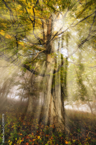 Fotografía foggy forest. picturesque beech forest. autumn foggy morning