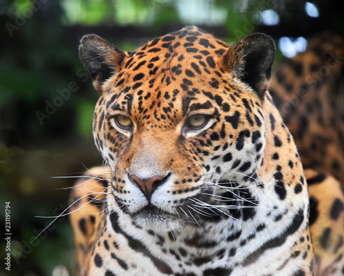 leopardo © alberto