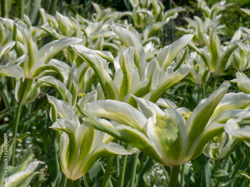 La Tulipe    fleur de lys  Greenstar  aux p  tales   toil  es  effil  es et recourb  es  flamm  es de vert et blanc