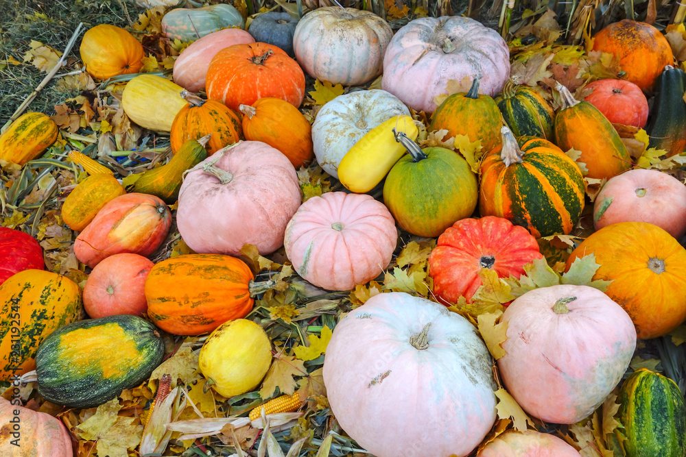 Harvest of various pumpkins