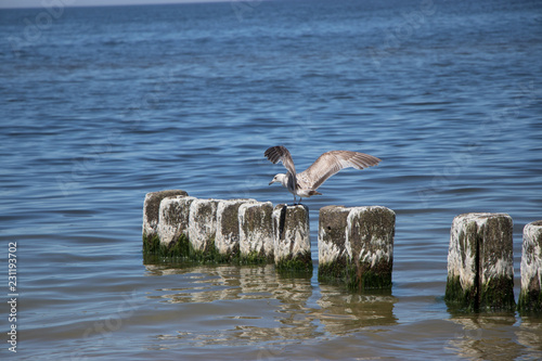 Paesaggio del mar baltico photo