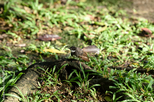 Malaysian pied fantail © pichaitun