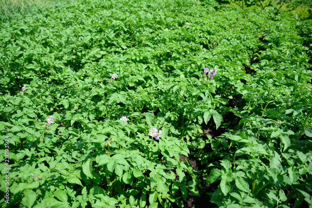 Blue flowers of potato plant. Potato flowers blooming in the potato field