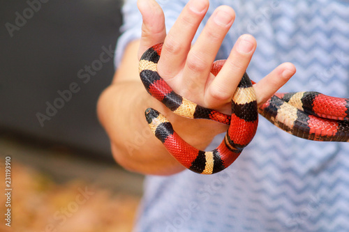 Boy with snakes. Man holds in hands reptile Milk snake Lampropeltis triangulum Arizona kind of snake. Exotic tropical cold-blooded animals, zoo. Pets at home snakes. Poisonous and non poisonous snake.