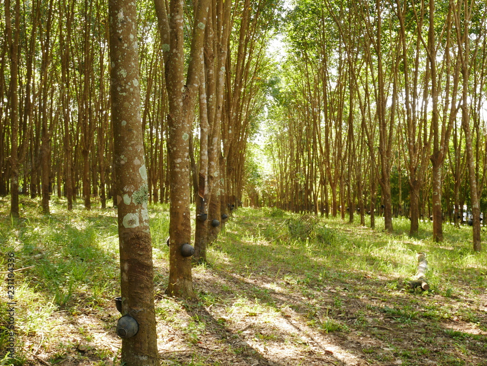 Obraz premium path in the forest