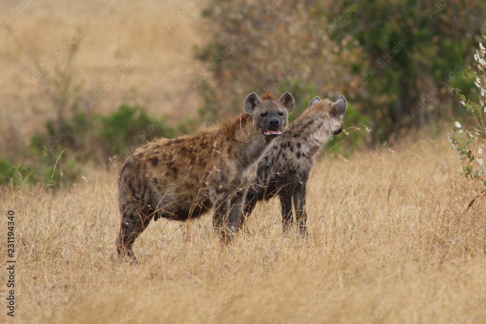 Hyenas in the Masai Mara Hyenas in the Masai Mara