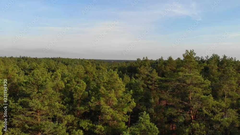 Top view cinematic flight under the European forest. Ukraine. Top view cinematic flight under the European forest. Ukraine.