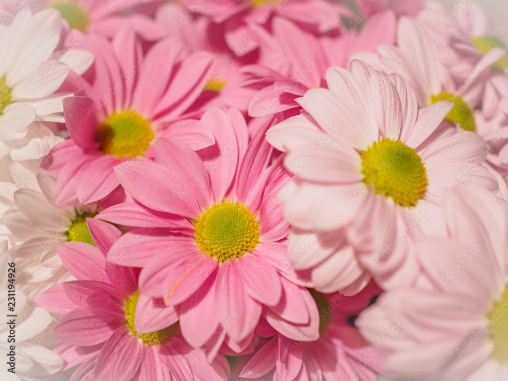 Pink and white chrysanthemums background