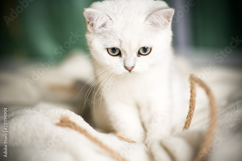 Fototapeta Naklejka Na Ścianę i Meble -  beautiful young cat breed Scottish chinchilla straight