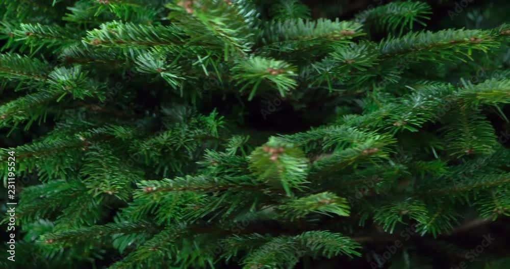 Rotation of the Green Christmas Tree. Large fluffy Christmas tree slowly rotates in front of the camera close-up Rotation of the Green Christmas Tree. Large fluffy Christmas tree slowly rotates in front of the camera close-up