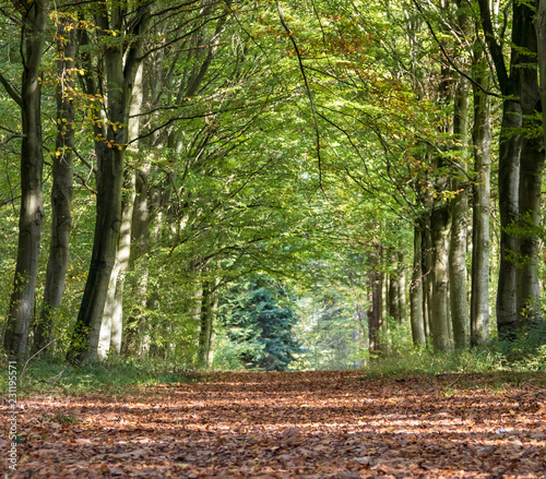 Chemin forestier bucolique en automne photo