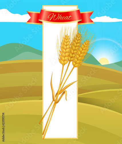 Wheat Cereal Poster and Nature Vector Illustration