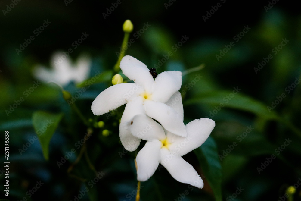 Fototapeta premium flower