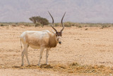 The white antelope, Addax nasomaculatus, also known as the screwhorn antelope in Yotvata Hai Bar Nature Reserve, Israel.