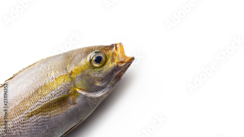A fish jumping out with an open mouth from the corner of the screen, excellent for some fish phrase. Isaki (three line grunt) (Parapristipoma trilineatum)  photo