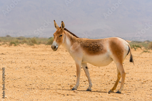 The onager, also known as hemione or Asiatic wild ass, species of the horse family native to Asia. Yotvata Hai Bar Nature Reserve, Israel.