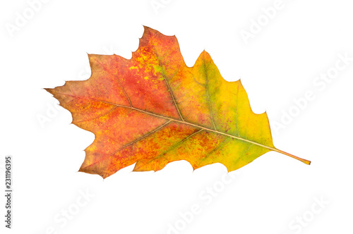 Colorful autumn leaf isolated on white.