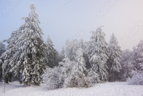  tannenbaum im schnee