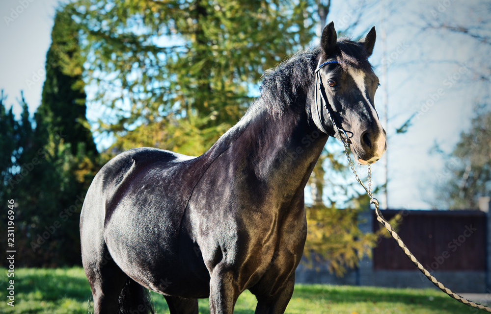 Obraz premium portrait of beautiful black welsh pony