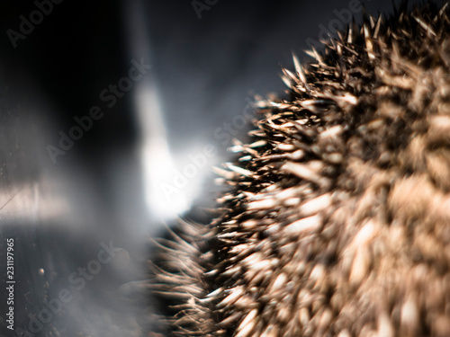 snout detail of a scared hedgehog