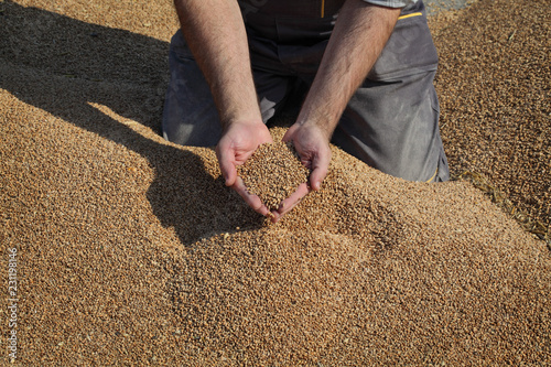 Wheat harvest, farmer at heap of crop holding and pouring seed, closeup of hands with seed