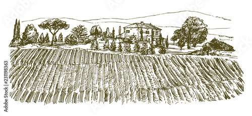 Wide view of vineyard. Vineyard landscape panorama. Hand drawn illustration.