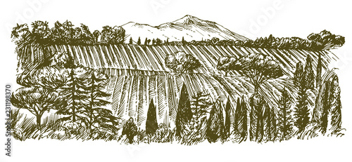 Wide view of vineyard. Vineyard landscape panorama. Hand drawn illustration.