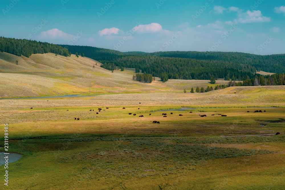 Obraz premium Bison Herd, Yellowstone