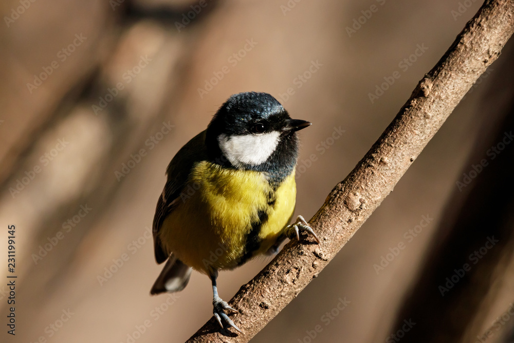 Obraz premium Great tit sitting on branch of tree portrait. Cute bright common park songbird. Bird in wildlife.