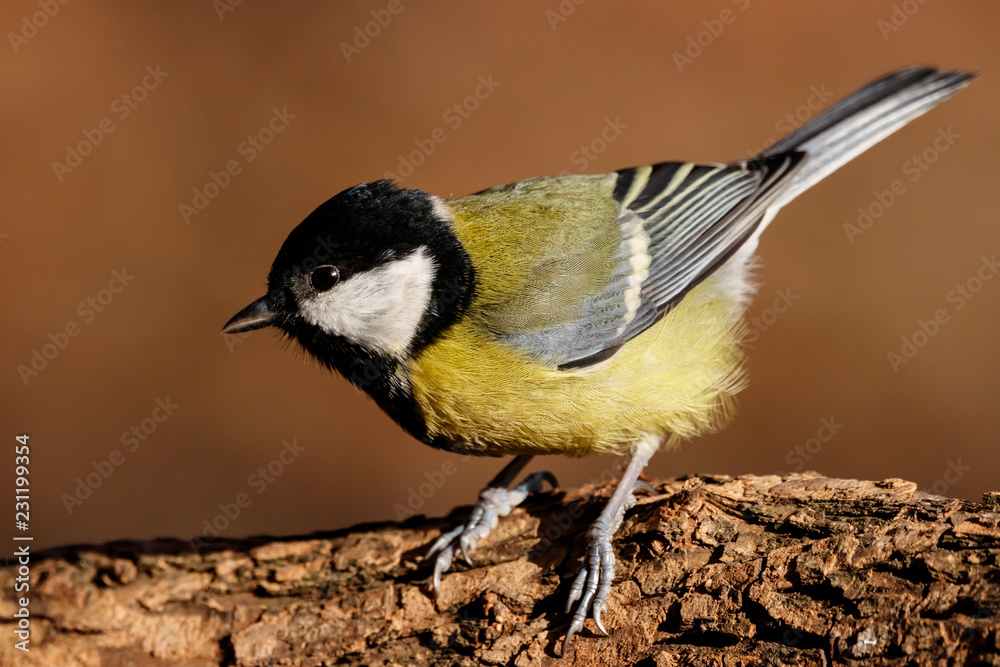 Fototapeta premium Great tit sitting on branch of tree portrait. Cute bright common park songbird. Bird in wildlife.