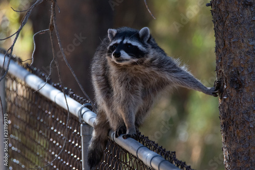 Backyard Racoons