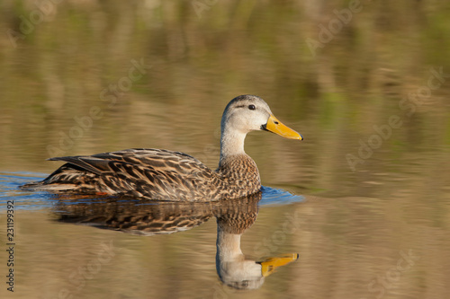 Mottled Duck taken in SW Florida