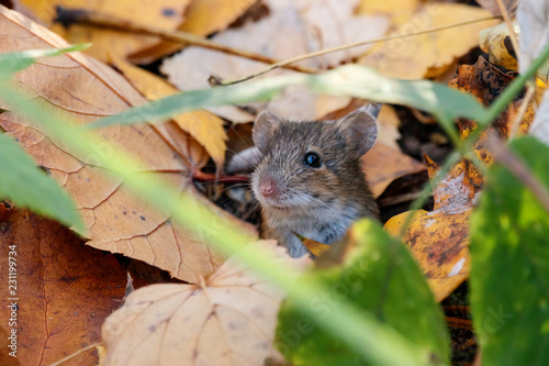Striped field mouse sitting on ground in grass and foliage. Cute little animal in wildlife.