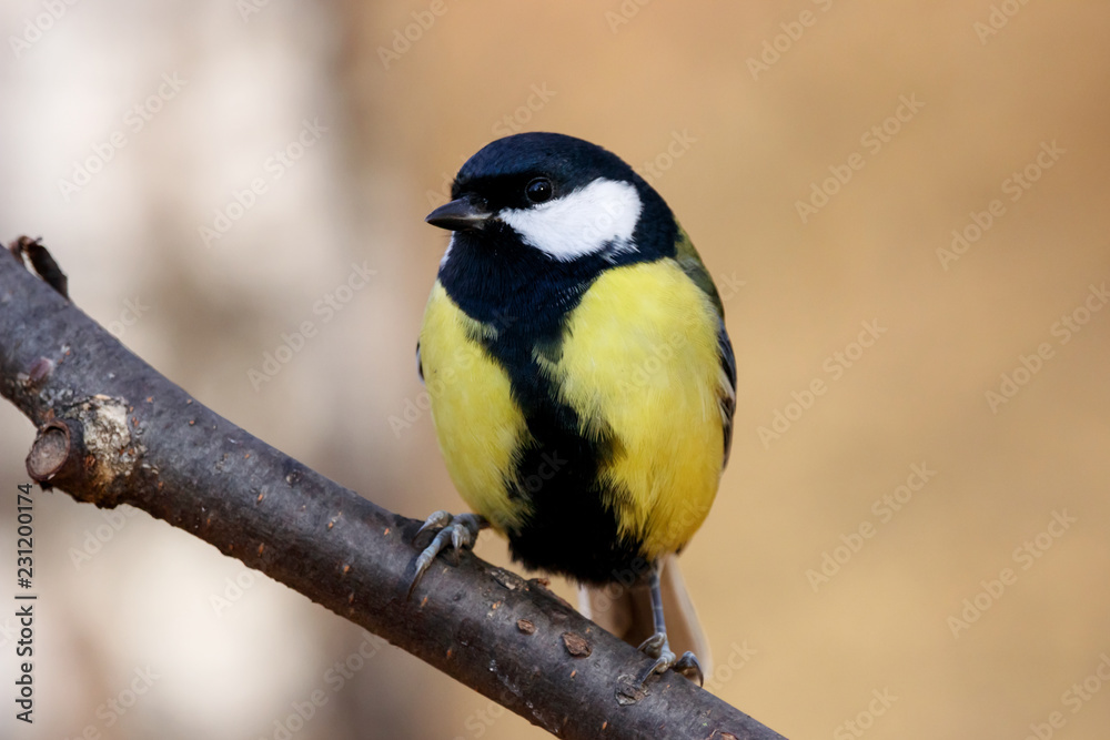 Naklejka premium Great tit sitting on branch of tree portrait. Cute bright common park songbird. Bird in wildlife.