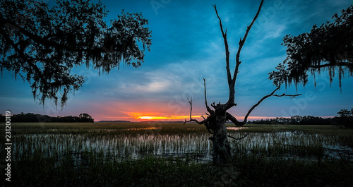 Wadmalaw Island, South Carolina, USA photo