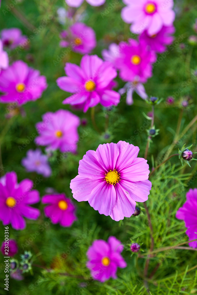 Cosmos flowers in pink and purple blooming and looking pretty Cosmos flowers in pink and purple blooming and looking pretty