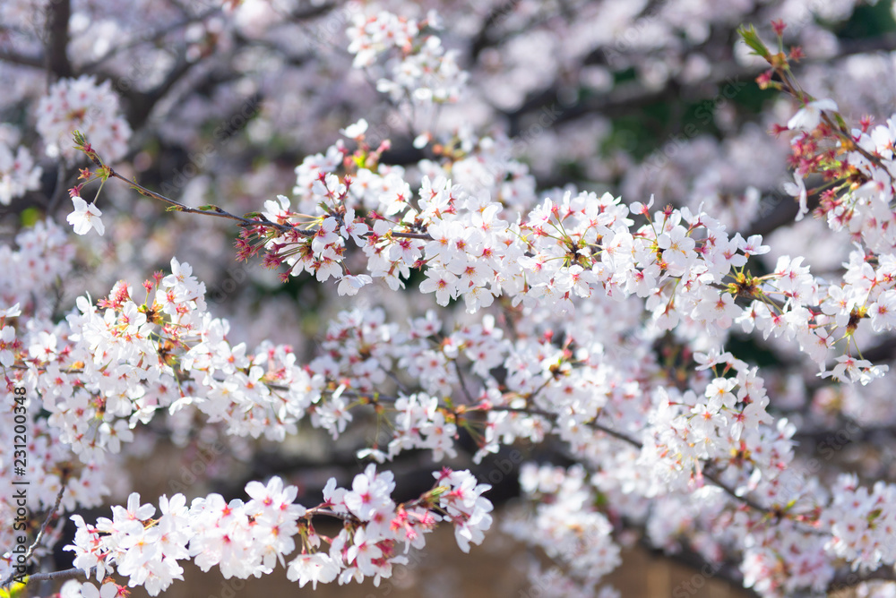 White cherry blossom beautiful background. White cherry blossom beautiful background.