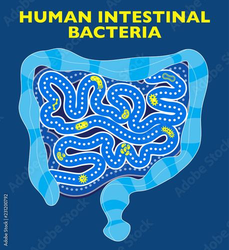 Intestino batteri e virus. Presenza di forme e di organismi, microbiota umano. Microorganismi simbiontici che vivono con l’organismo umano. Flora intestinale