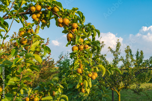 Asian pears on a branch with green leaves and blue sky