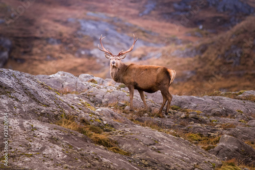 Young stag isolated against a forset background