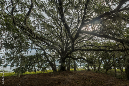 Wadmalaw Island, South Carolina, USA photo