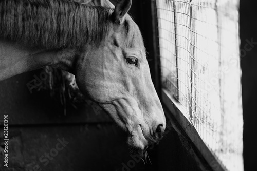 Head of a horse standing in a stable in front of a window