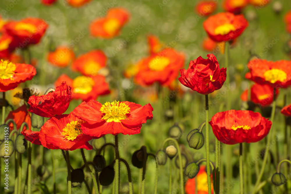 Mohnblumenfeld Mohnblumenfeld