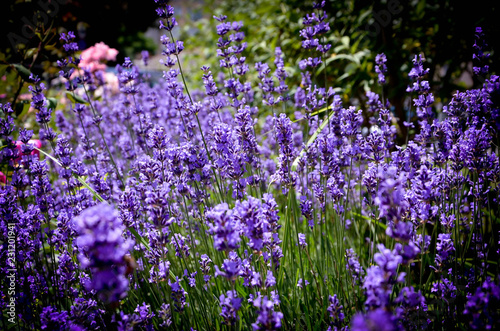 field of purple flowers