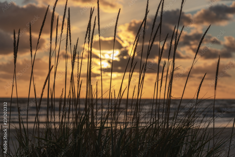Grass on Baltic sea coast. Grass on Baltic sea coast.