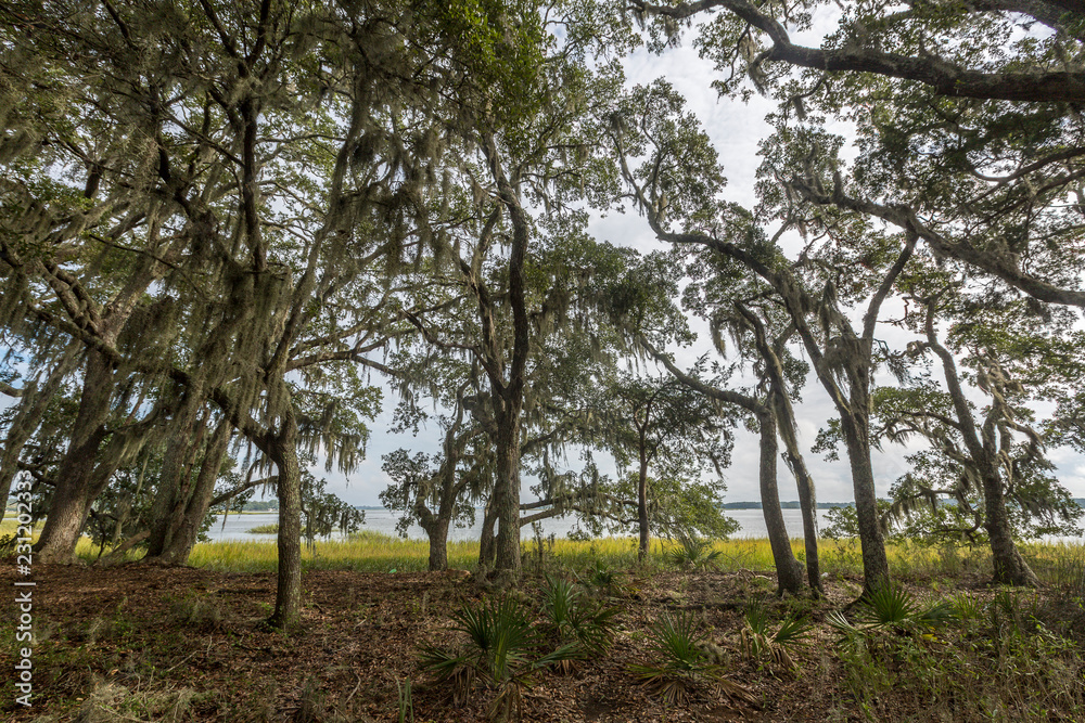 Obraz premium Wadmalaw Island, South Carolina, USA