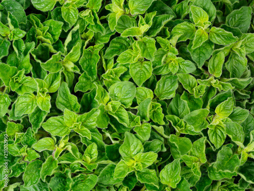 FRESH OREGANO