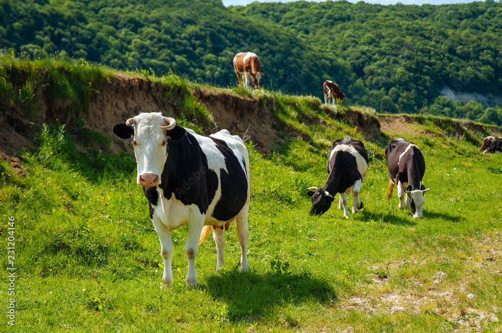 Fototapeta premium Lifestyle concept beautiful green valley landscape on background Panoramic photo of flock of cows.on the pasture in the sunny day.